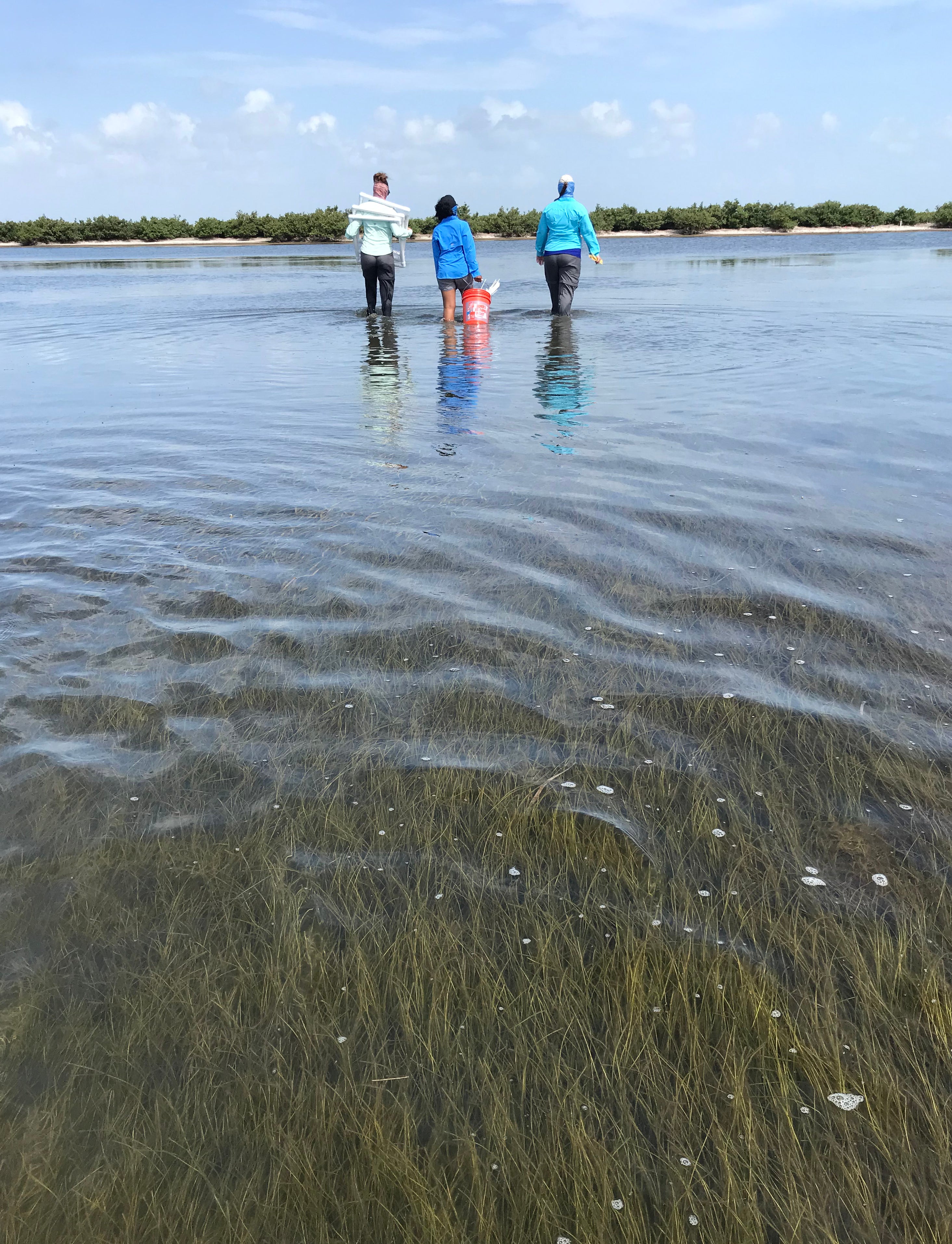 People walking in a marsh