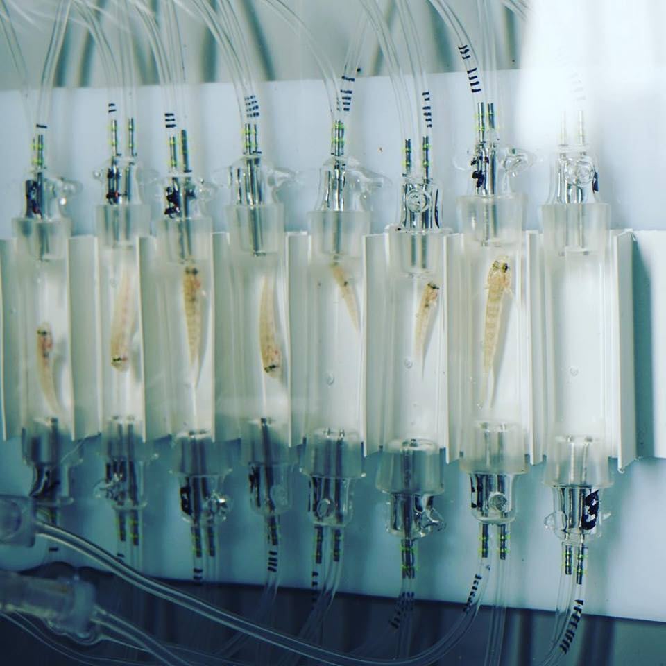 Blenny's in respirometer