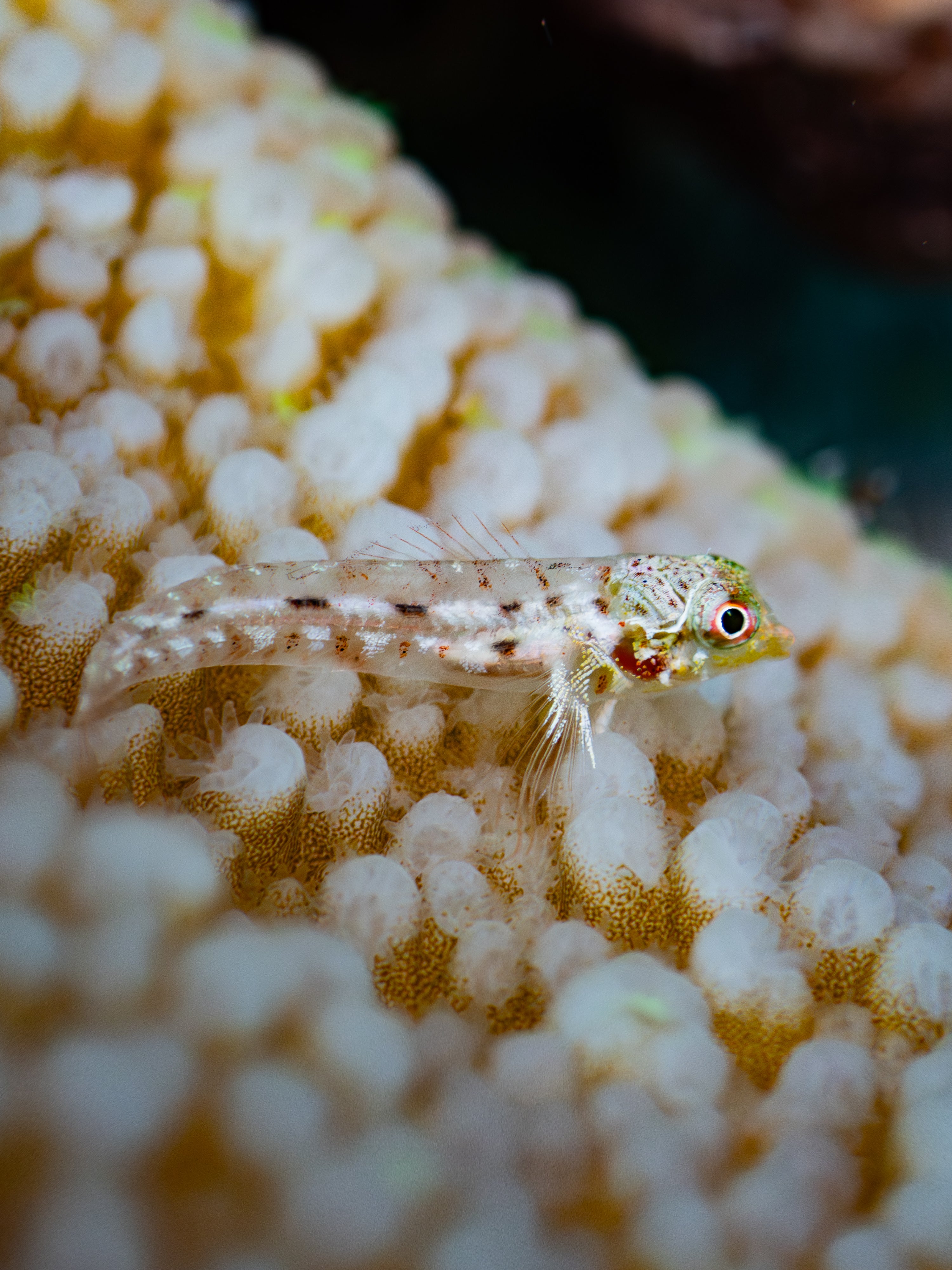 TripleFin credit K. Christian