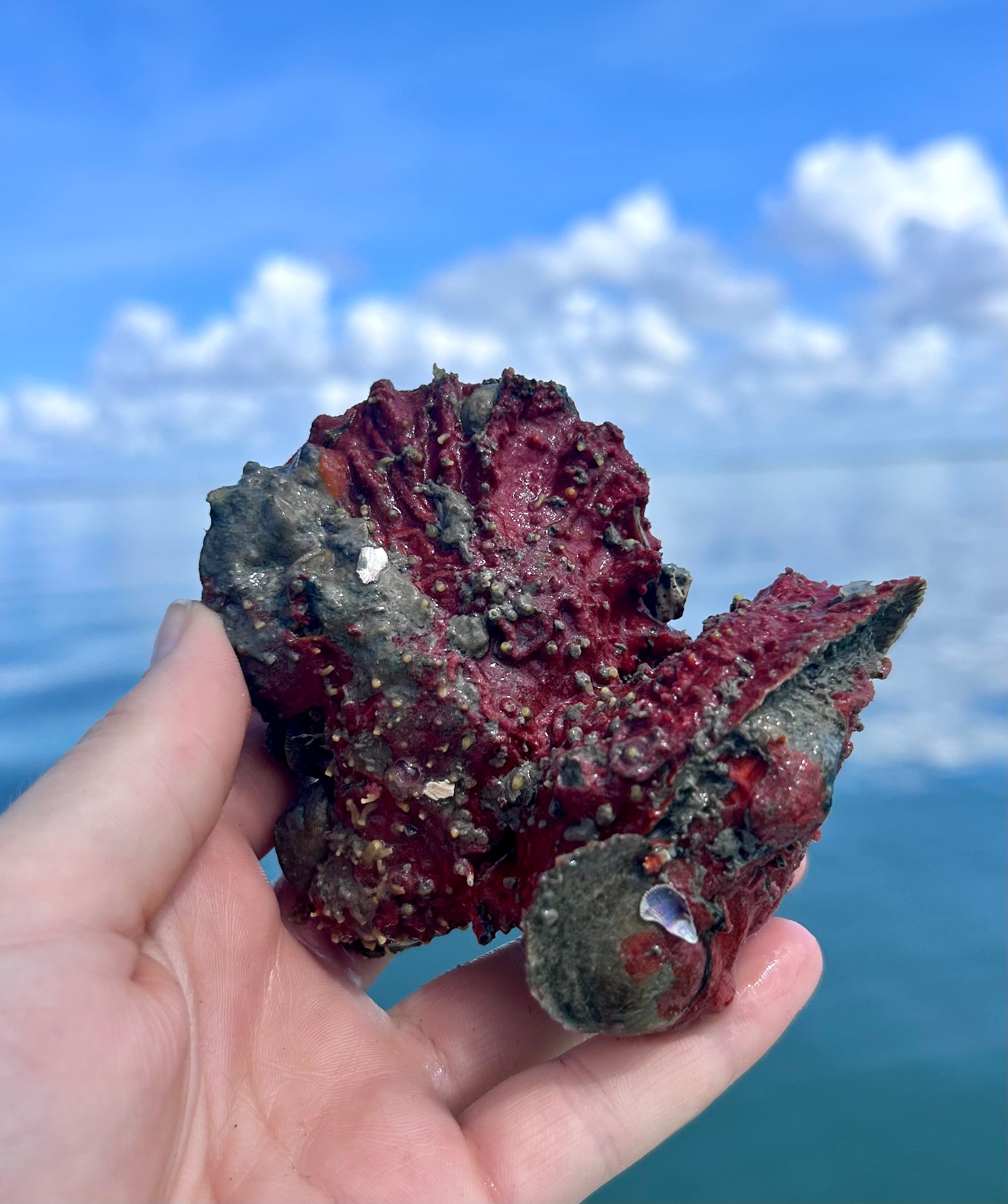 Oyster