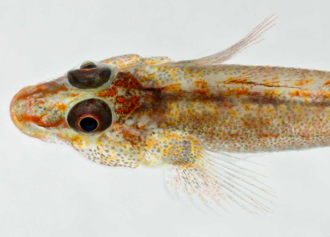 Goby