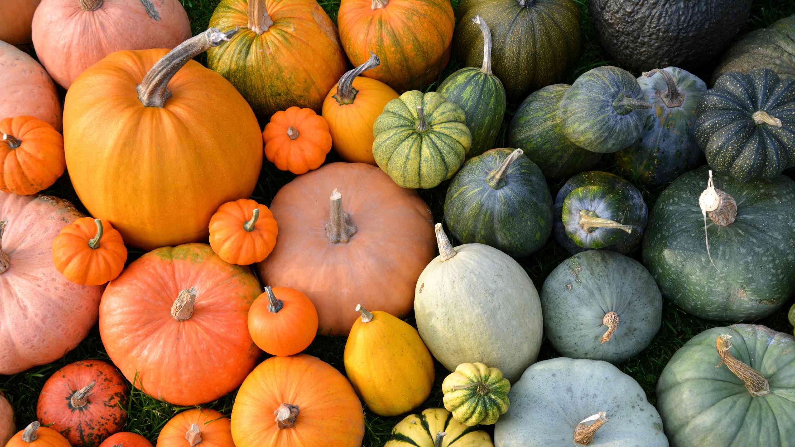 Variety of pumpkins. 